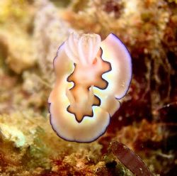 Chromodoris coi by Stephen Wurfel 